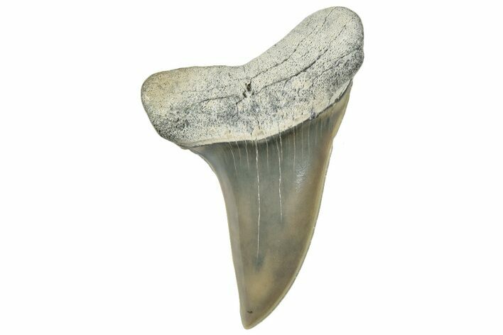 Fossil Mako Tooth - Lee Creek (Aurora), NC #300569